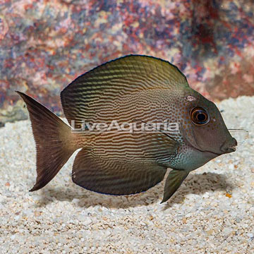 Striated Bristletooth Tang [Blemish]