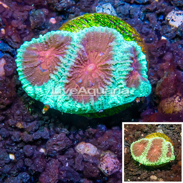 LiveAquaria® Cultured Goniastrea Brain Coral