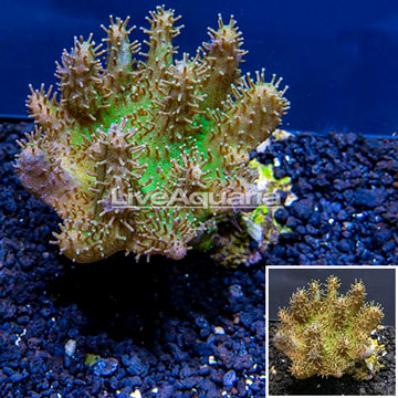 Devil's Hand Leather Coral Indonesia