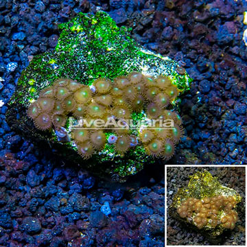 Zoanthus Coral Vietnam
