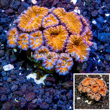 LiveAquaria® Cultured Acan Lord Coral