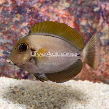 Epaulette Surgeonfish