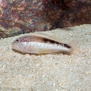 Freckled Hawkfish