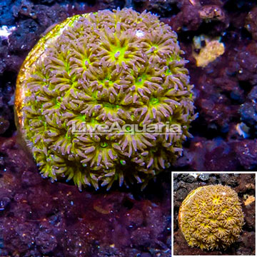 LiveAquaria® Cultured Leptastrea Coral