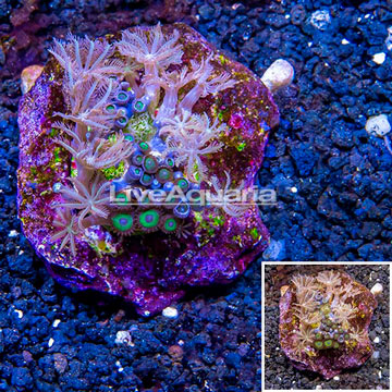 Zoanthus and Xenia Coral Combo Rock Indonesia