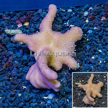 Sinularia Leather Coral Vietnam