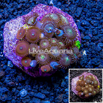 Zoanthus Coral Indonesia
