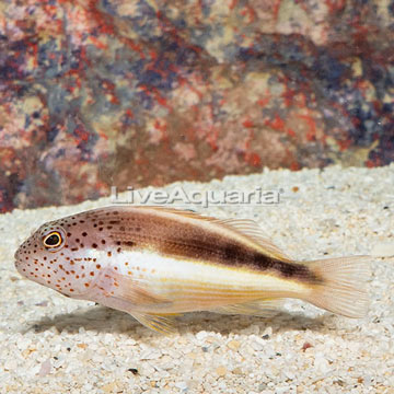 Freckled Hawkfish
