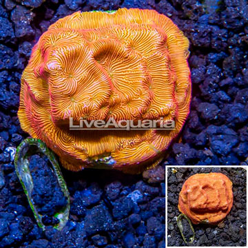 LiveAquaria® Cultured Leptoseris Coral