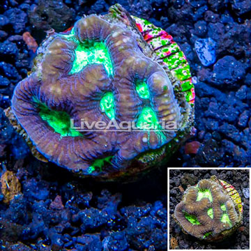 LiveAquaria® Cultured Favia Coral