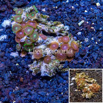 Zoanthus Coral Vietnam