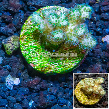 LiveAquaria® Cultured Pocillopora Coral