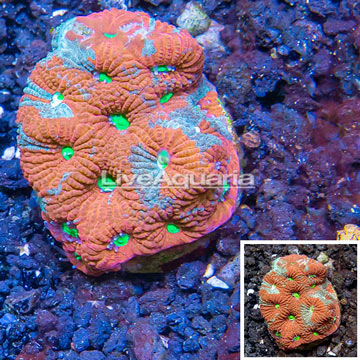 LiveAquaria® Cultured War Coral