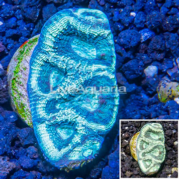LiveAquaria® Cultured Goniastrea Brain Coral