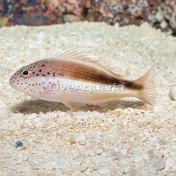 Freckled Hawkfish