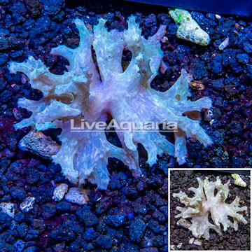 Sinularia Leather Coral Vietnam