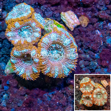 LiveAquaria® Cultured Acan Lord Coral