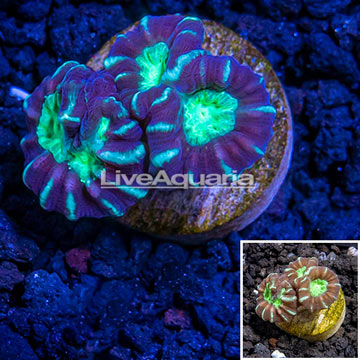 LiveAquaria® Cultured Caulastrea Coral