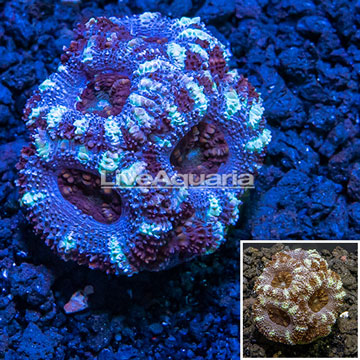 LiveAquaria® Cultured Acan Lord Coral