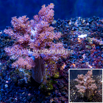 Pineapple Tree Coral Indonesia