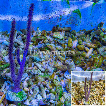 Purple Candelabra Gorgonian