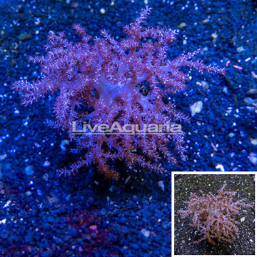 Pineapple Tree Coral Indonesia