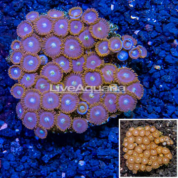 Zoanthus Coral Indonesia