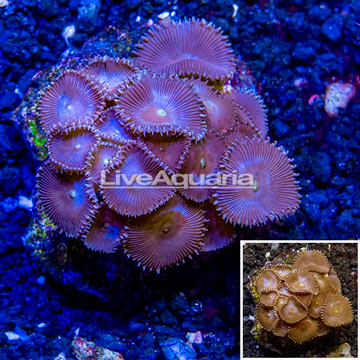 Protopalythoa Coral Indonesia