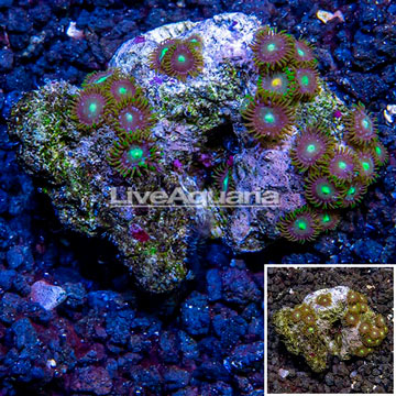 Zoanthus Coral Indonesia