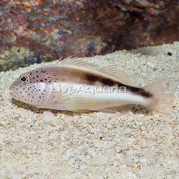 Freckled Hawkfish