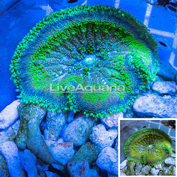 Mini Carpet Anemone