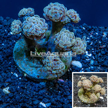 Hammer Coral Indonesia 