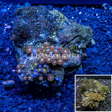 Zoanthus Coral Indonesia