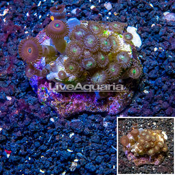 Zoanthus Coral Indonesia