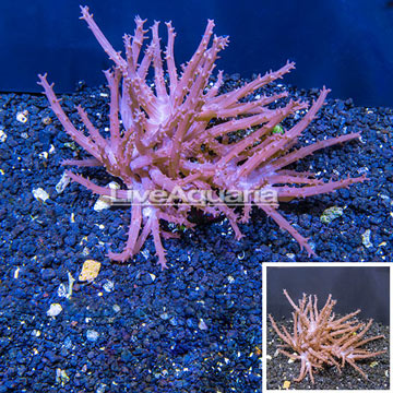 Tree Coral Indonesia
