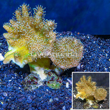 Devil's Hand Leather Coral Indonesia
