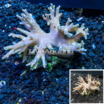Sinularia Leather Coral Vietnam