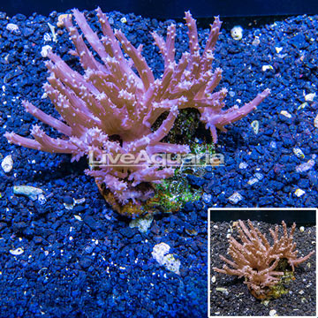 Tree Coral Indonesia