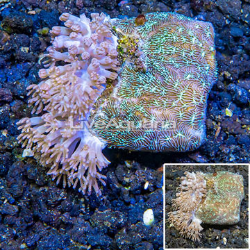 LiveAquaria® Cultured Pom Pom Xenia and Leptoseris Combo Coral