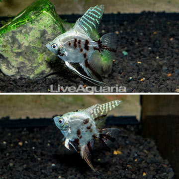 Captive-Bred Panda Angelfish, Pair