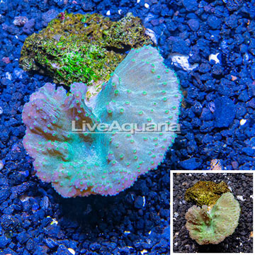 Cabbage Leather Coral Indonesia