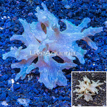 Sinularia Leather Coral Vietnam