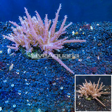 Tree Coral Indonesia