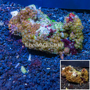 Zoanthus Coral Vietnam