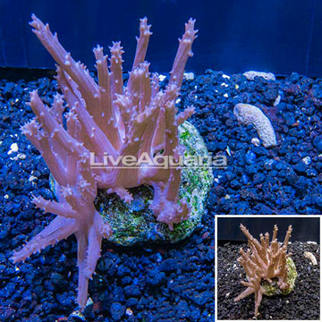 Tree Coral Indonesia