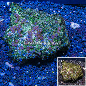 Zoanthus Coral Vietnam