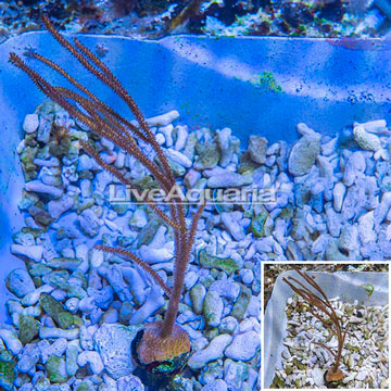 Rusty Gorgonian