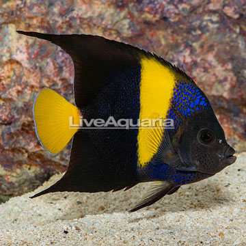 Asfur Angelfish
