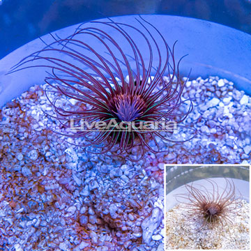 Tube Anemone 