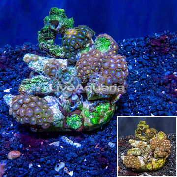 Zoanthus Coral Indonesia